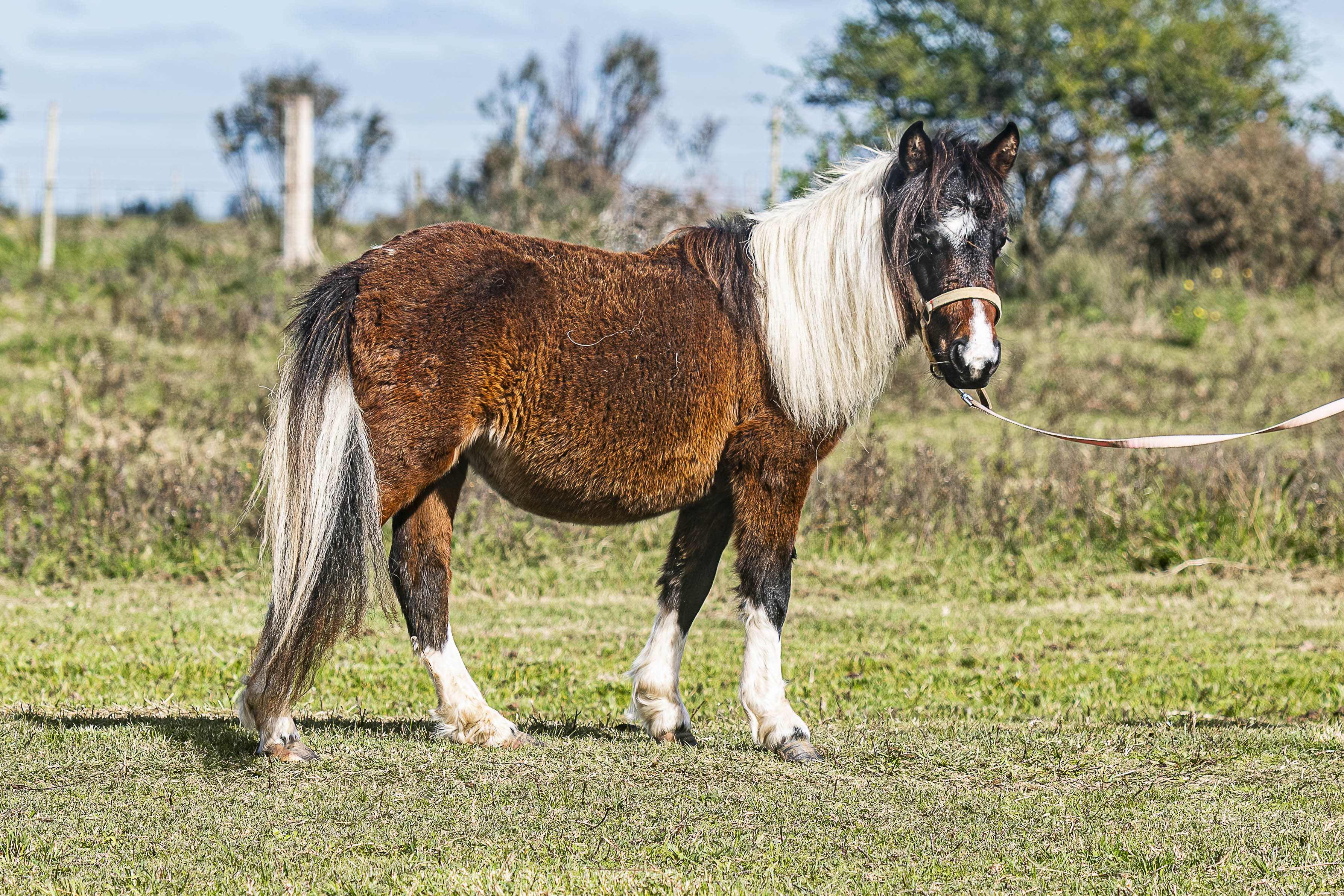 Potrillo Gen 2024 SHR Toscana - Cabaña SHR Poni Shetland Uruguay
